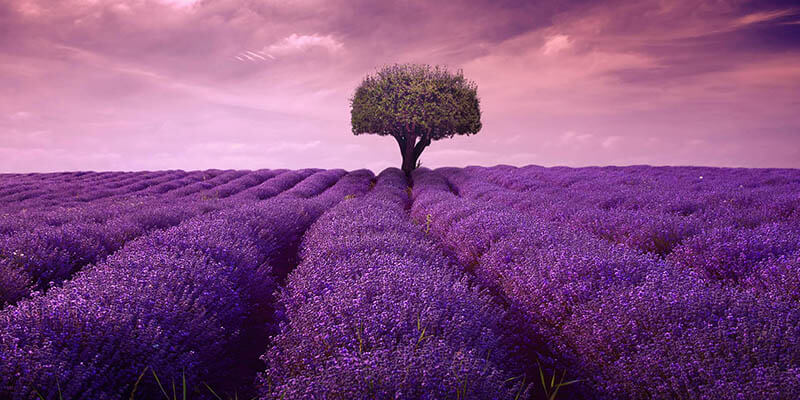 Cánh đồng hoa lavender đẹp